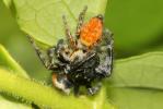  Carrhotus xanthogramma (Latreille, 1819)