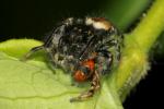  Carrhotus xanthogramma (Latreille, 1819)