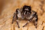  Carrhotus xanthogramma (Latreille, 1819)