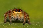 Carrhotus xanthogramma (Latreille, 1819)