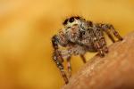  Carrhotus xanthogramma (Latreille, 1819)