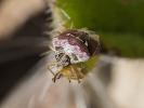  Eysarcoris ventralis (Westwood, 1837)