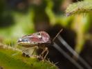 Eysarcoris ventralis (Westwood, 1837)