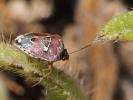  Eysarcoris ventralis (Westwood, 1837)