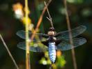 Libellule déprimée (La) Libellula depressa Linnaeus, 1758