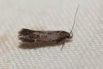  Syncopacma patruella (Mann, 1857)