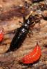  Phlaeothripidae Uzel, 1895