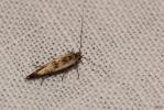  Scythris limbella (Fabricius, 1775)