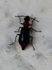  Attalus minimus (Rossi, 1790)
