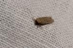  Gelechiidae Stainton, 1854