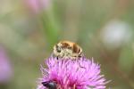  Fallenia fasciata (Fabricius, 1805)