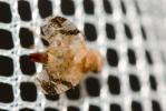  Tephritis bardanae (Schrank, 1803)