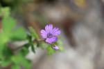 Géranium des Pyrénées Geranium pyrenaicum Burm.f., 1759