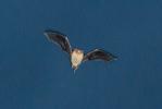 Pipistrelle pygmée Pipistrellus pygmaeus (Leach, 1825)