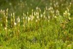  Polytrichum Hedw., 1801