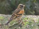 Pinson du nord, Pinson des Ardennes Fringilla montifringilla Linnaeus, 1758