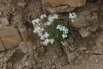 Arabette du Caucase, Corbeille d'argent Arabis caucasica Willd. ex Schltdl., 1813