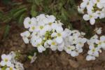 Arabette du Caucase, Corbeille d'argent Arabis caucasica Willd. ex Schltdl., 1813