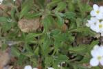 Arabette du Caucase, Corbeille d'argent Arabis caucasica Willd. ex Schltdl., 1813
