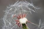 Pissenlit gracile, Pissenlit à feuilles lisses Taraxacum erythrospermum Andrz. ex Besser, 1821