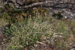 Seslérie blanchâtre, Seslérie bleue Sesleria caerulea (L.) Ard., 1763