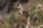 Seslérie blanchâtre, Seslérie bleue Sesleria caerulea (L.) Ard., 1763