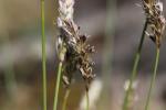 Seslérie blanchâtre, Seslérie bleue Sesleria caerulea (L.) Ard., 1763