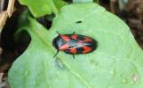 Cercope, Crachat de coucou Cercopis vulnerata Rossi, 1807