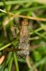  Euthycera chaerophylli (Fabricius, 1798)