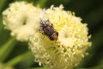  Miltogramma 