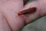  Elateroides dermestoides (Linnaeus, 1760)