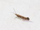  Plutella xylostella (Linnaeus, 1758)