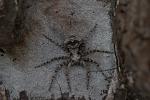  Philodromus 