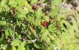 Groseillier des Alpes Ribes alpinum L., 1753