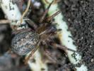  Lycosoides coarctata (Dufour, 1831)