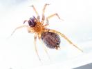  Lycosoides coarctata (Dufour, 1831)