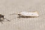  Elachista hispanica Traugott-Olsen, 1992