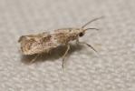  Elachista squamosella (Duponchel, 1843)