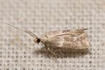  Elachista squamosella (Duponchel, 1843)