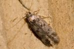  Bryotropha senectella (Zeller, 1839)