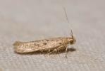  Bryotropha senectella (Zeller, 1839)