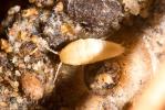  Atelura formicaria Heyden, 1855