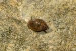 Physe voyageuse Physella acuta (Draparnaud, 1805)