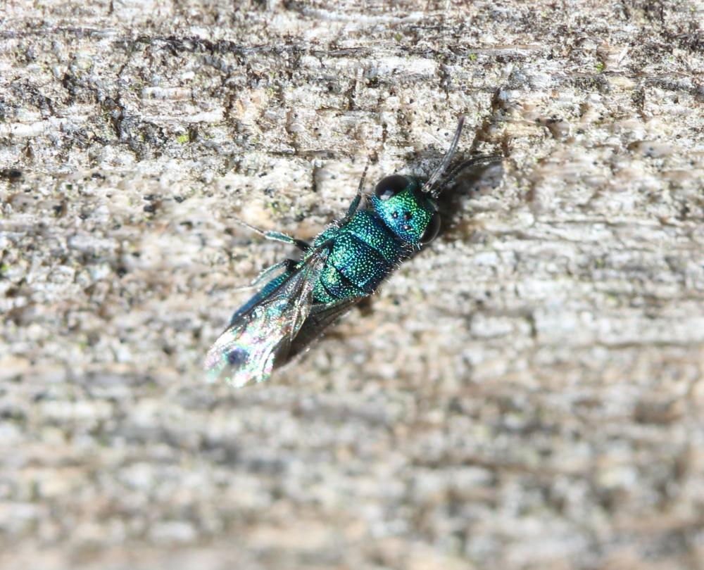 Guêpe-coucou Chrysididae Latreille, 1802