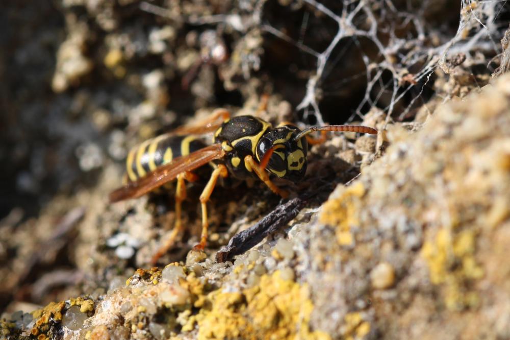  Polistes Latreille, 1802