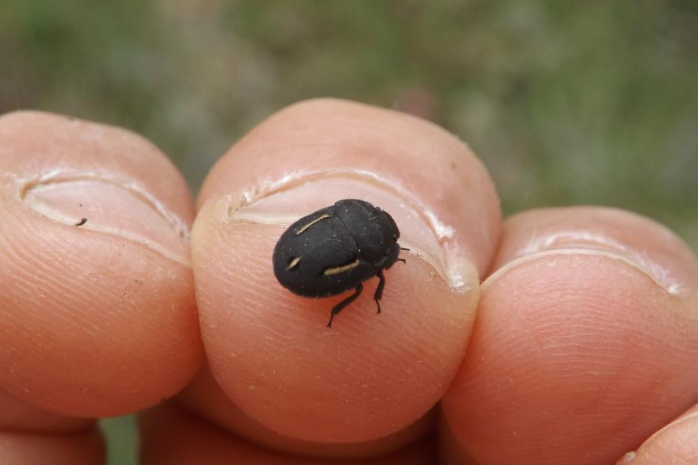 Le  sp. Odontoscelis Laporte, 1833 sp.