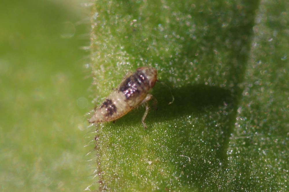  Euscelidius variegatus (Kirschbaum, 1858)