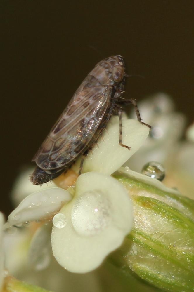 Recilia schmidtgeni (Wagner, 1939)