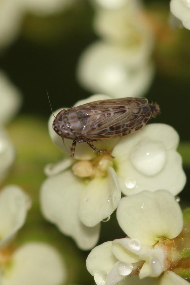  Recilia schmidtgeni (Wagner, 1939)
