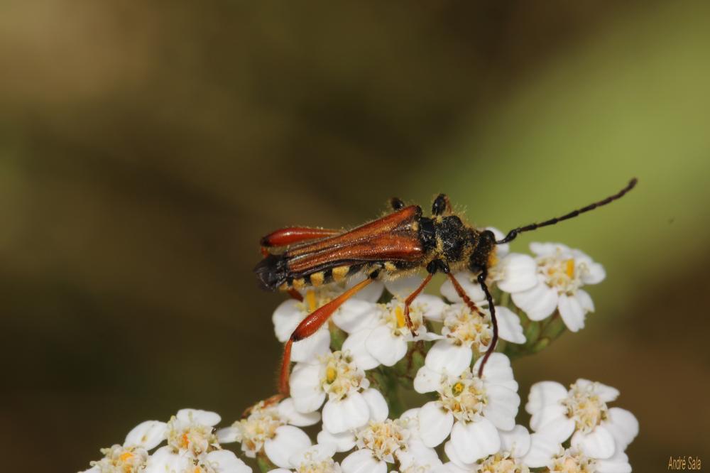 Sténoptère roux Stenopterus rufus (Linnaeus, 1767)